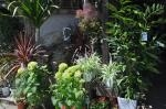 初夏を思わせるいい天気が人も植物も元気にさせてくれます。｜「フラワーハウス　ワタナベ」　（茨城県日立市の花キューピット加盟店 花屋）のブログ